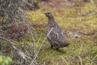 Spruce Grouse  (Fe) 