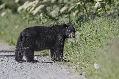 American Black Bear