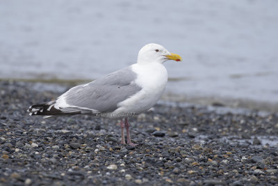 American Herring Gull 