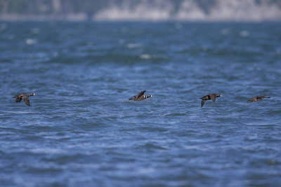 Harlequin Duck