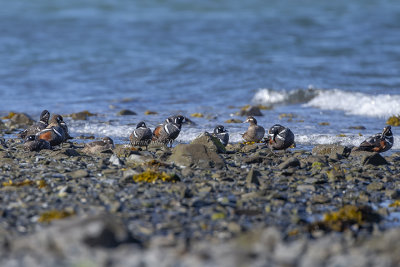 Harlequin Duck