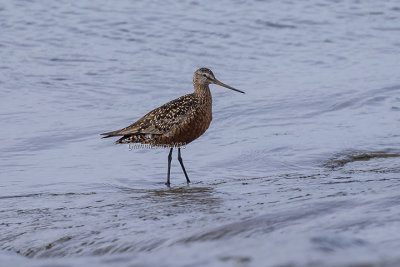 Hudsonian Godwit