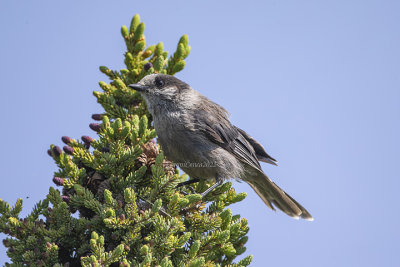 Grey Jay