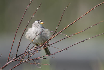 White-crowned Sparrow