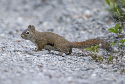 American Red Squirrel
