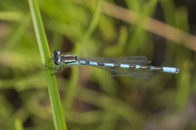 Taiga Bluet