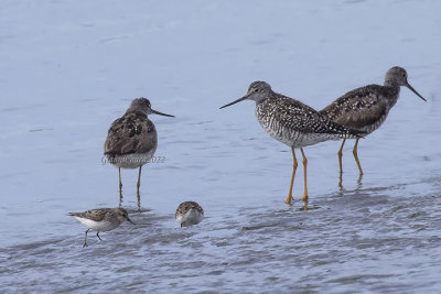 Semipalmated Sandpiper, Greater Yellowlegs