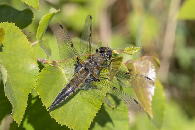 Four -spotted Skimmer