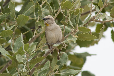 Yellow-throated Sparrow