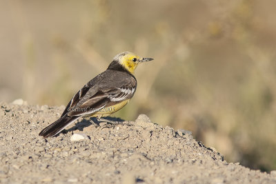 Citrine Wagtail