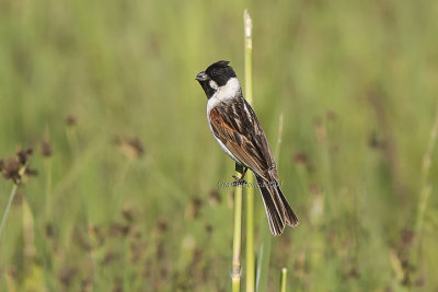 Thick-billed Reed Bunting