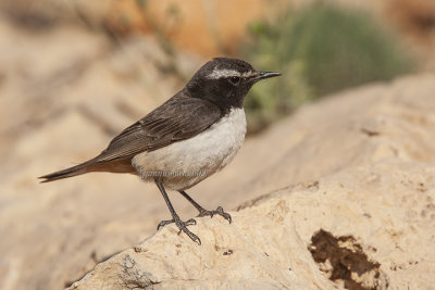 Kurdistan Wheatear (m.)