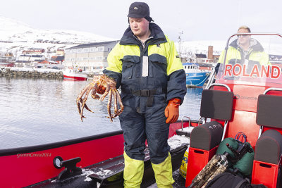 Big crab