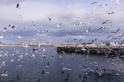 Gulls