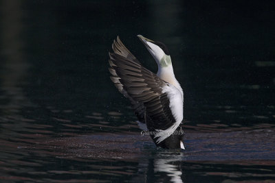 Eider (m.)