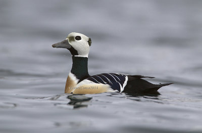 Steller's Eider (m.)
