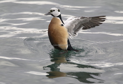 Steller's Eider (m.)