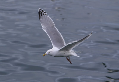 Herring Gull