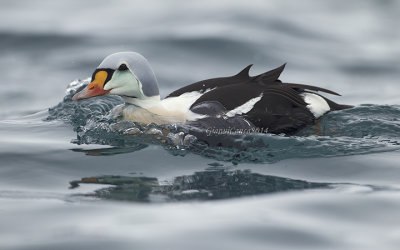 King Eider (m.)
