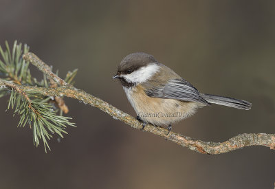 Siberian Tit