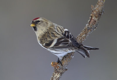 Arctic Redpoll