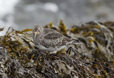 Purple Sandpiper