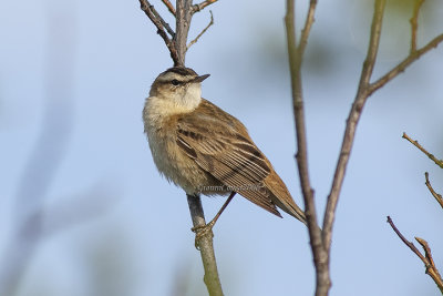 Sedge Warbler