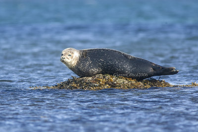Grey Seal