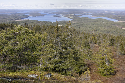 Ivaara