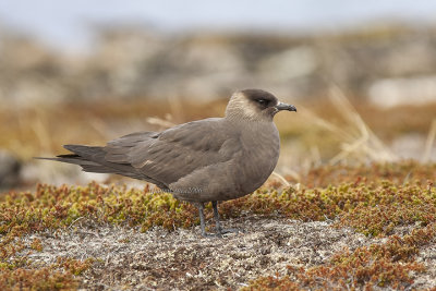 Parasitic Jaeger