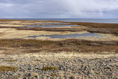Tundra