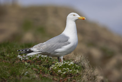 Herring Gull