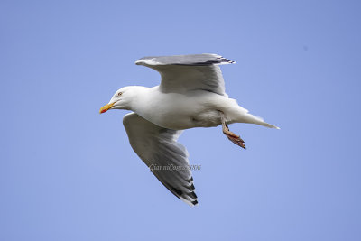 Herring Gull