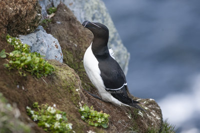Razorbill