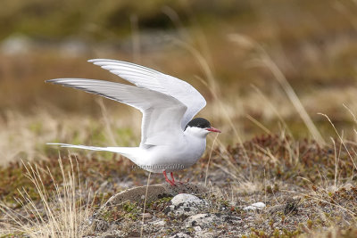Arctic Tern