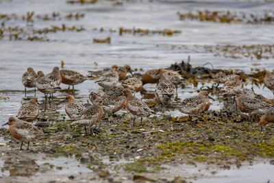 Red Knot