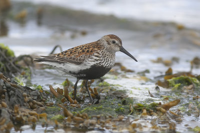 Dunlin