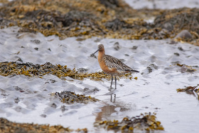 Bar-tailed Godwit 