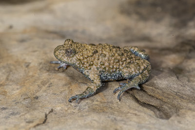 Bombina variegata pachypus