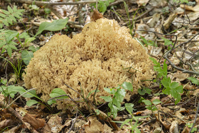 Ramaria ignicolor