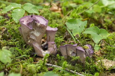 Gomphus clavatus