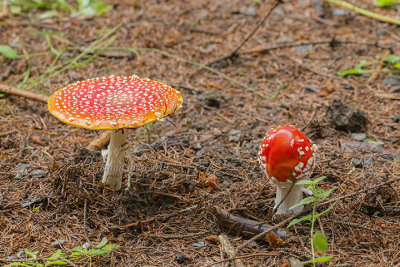 Amanita muscaria