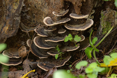 Trametes versicolor