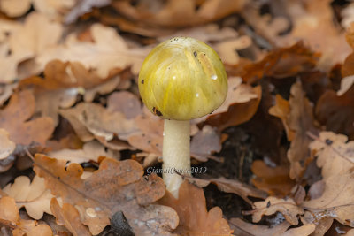 Ground mushroom