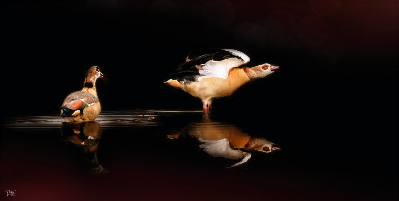 Egyptian Geese.jpg
