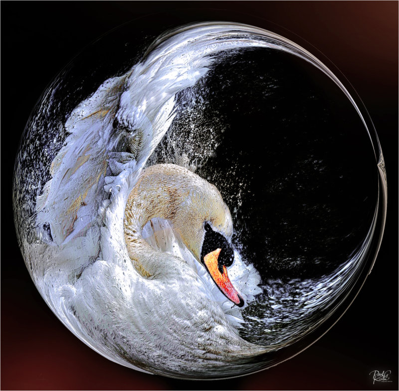 Swan Sphere jpeg