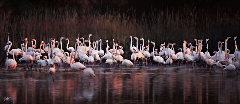 Flamingo's at Dusk.jpg