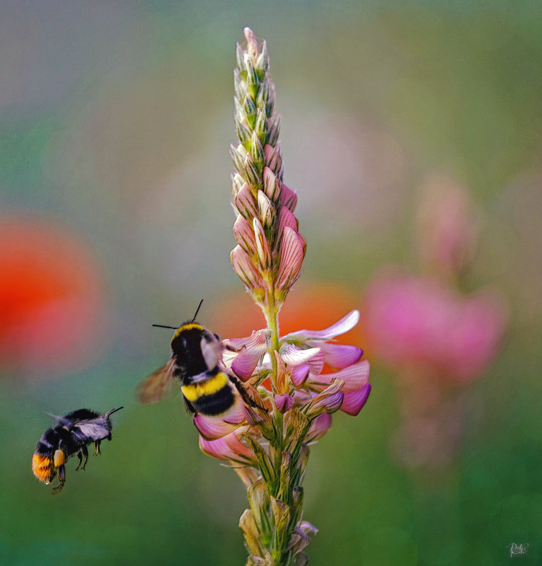 Busy Bees.jpg