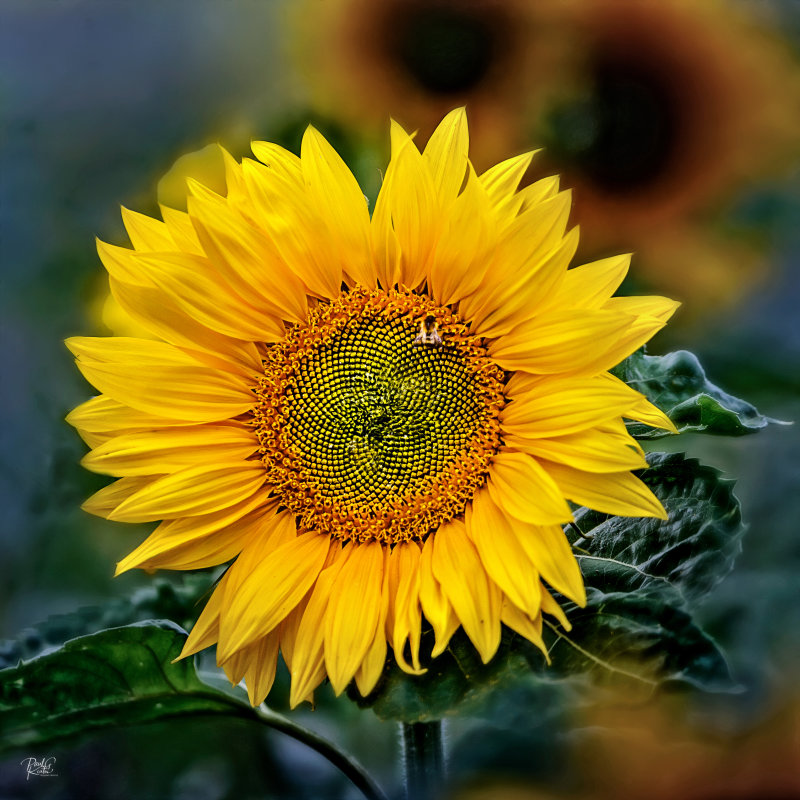 Sunflower Season.jpg