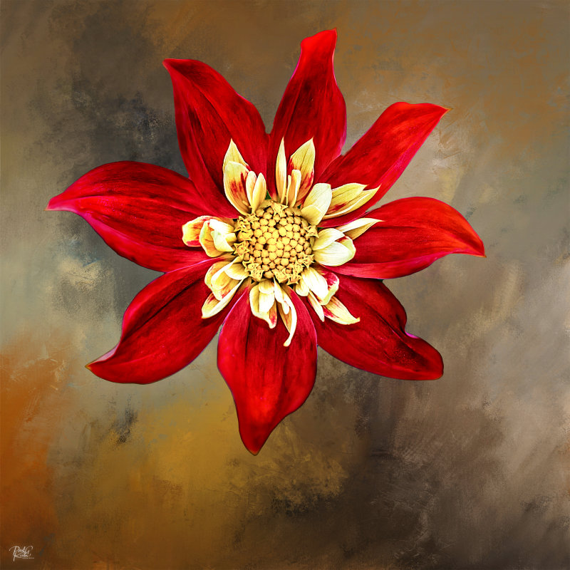 Red Flower.jpg